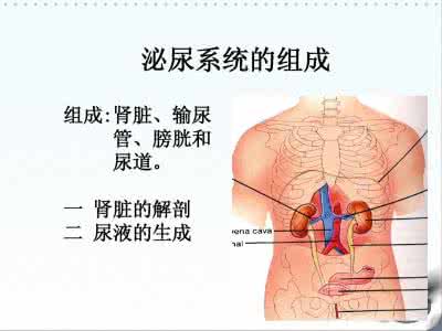 清理肾脏和膀胱法 怎样清理肾脏和膀胱  文档