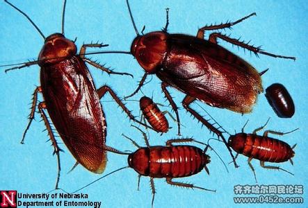 夏天对付蚊子绝招 对付蚂蚁、蚊子和蟑螂的绝招【图文音画】