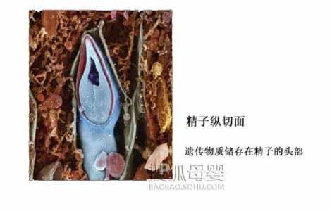 女儿用爸爸精子生子 从精子到生子全过程的72步骤解剖图解