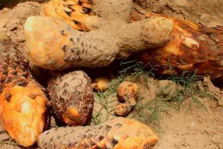 记忆力退化怎么办 记忆退化了,也许你该补肾了