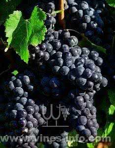 享受美好生活 葡萄的作用 酸甜葡萄让您享受美好生活