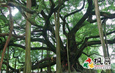 梦见大树 大树 梦见大树_大树