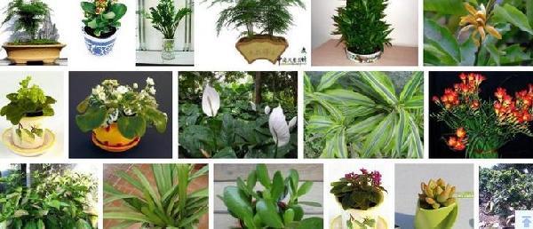 绿叶植物施肥 盆栽植物绿叶变黄应施什么肥