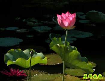 夏荷 一声懂你,夏荷飘香