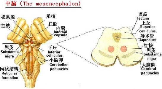 脑干网状结构是 脑干网状结构