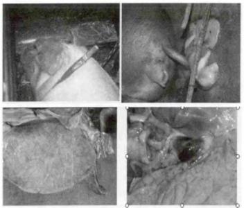 母猪繁殖障碍综合征 猪瘟病毒和猪繁殖与呼吸综合征病毒混合感染的PCR诊断