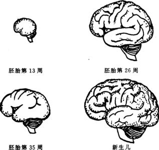 影响胎儿智力的因素 影响胎儿大脑发育的因素