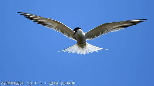 普通楼燕 普通燕