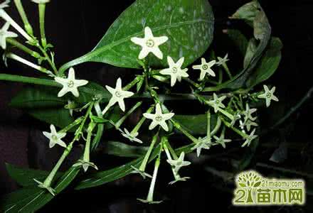 夜来香有毒吗 夜来香花图片 夜来香的养护知识与注意事项   夜来香真的有毒吗