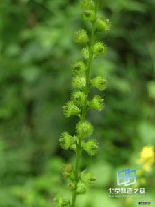 龙芽菜属 龙芽草属