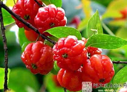 成果硕果累累的诗词 硕果累累 一定要养这几种观果植物，硕果累累别说不值得养！