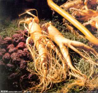 吃什么中药材补气最快 补气中药材 6大补元气中药材 冬季补气不怕冷