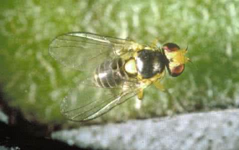 食蚜蝇科 潜蝇科