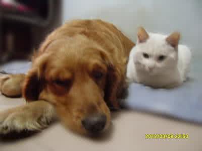 家里狗咬了出血有事吗 被家里的狗咬了有事吗？