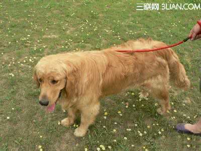 遛狗注意事项 带金毛犬出去遛狗的注意事项