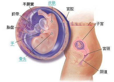 发育毒性机制 肝脏发育机制大发现 出生以后更关键