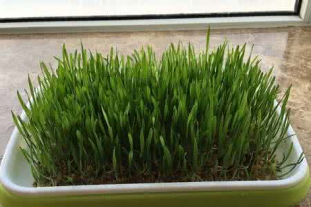 丰富职工餐桌 夏天种种芽苗菜，餐桌变得更丰富