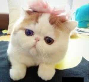 猫的特点 加菲猫的习性特征