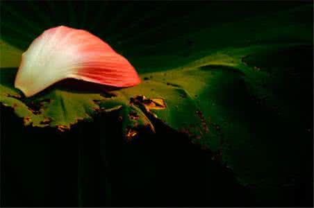 宁静的四字词 四，宁静的智慧