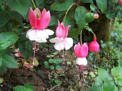 柳叶菜科 倒挂金钟(Fuchsia hybrida),柳叶菜科