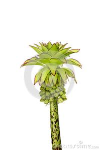 钩短款菠萝花开衫图解 欣赏几款好看的菠萝花----有图解