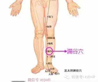 养生先养腿和脚 养生先养腿和脚，减肥重在化痰祛湿补气