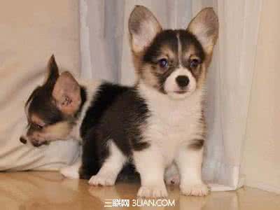 宠物狗配种市场 影响宠物狗配种的繁殖能力的因素