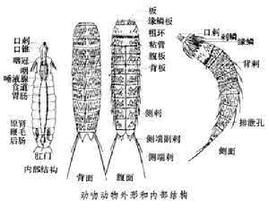 铠甲动物门 动吻动物门