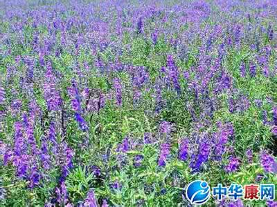 野生海参图片鉴别方法 黄芩鉴别 黄芩图片简介及鉴别方法