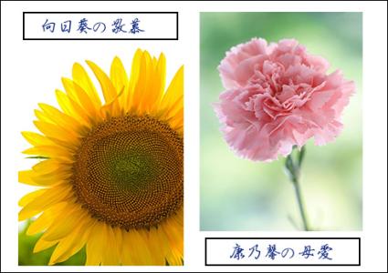 花语大全 花语大全：老虎花的花语