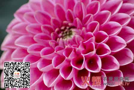 大丽花养护 大丽花的养护技巧有哪些