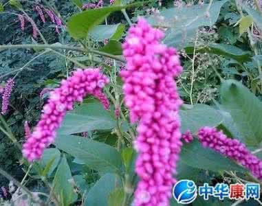 见血封喉的别名是什么 见血封喉的别名是什么 水红花子的别名是什么