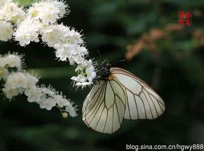 白绢蝶 白绢蝶(图)