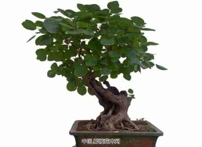 黄栌盆景 黄栌盆景的制作 盆景艺术 花世界