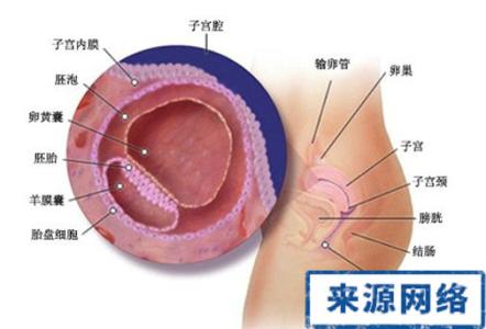 卵泡发育不好怎么办 卵泡发育不好到底是怎么回事？