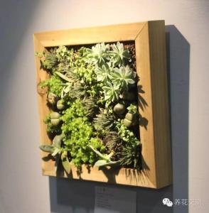 大画框怎么挂在墙上 大画框怎么挂在墙上 墙上种植物“画框”,老园丁教你别处学不到的