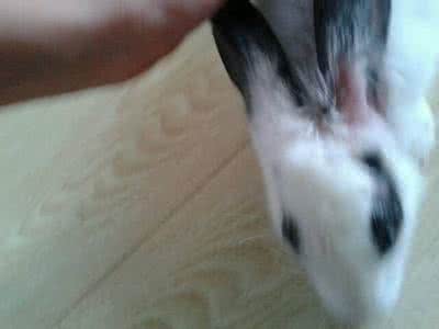 兔子耳螨 兔子耳螨 兔子耳螨用什么药?