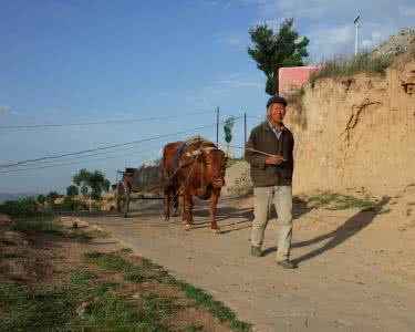 常用止血药 民间农民常用五种止血药，最后一种还可以接骨