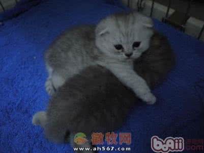 猫咪的生长发育过程 猫咪幼年时期成长发育知识
