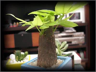 吸毒花草 美化居室  吸毒花草