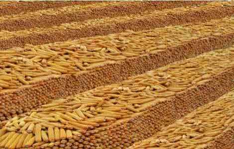 秘鲁玉米 我国退运进口秘鲁真菌毒素超标玉米