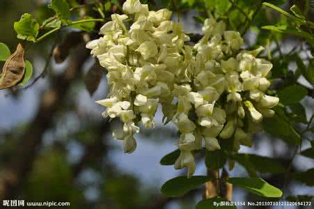 槐花的特点 槐花的特点 调查槐花价格，以及槐花特点