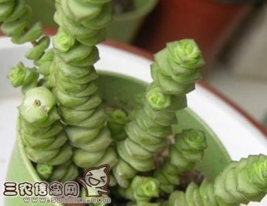 钱串子的养殖方法 钱串子叶子发黄怎么办