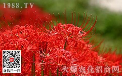 彼岸花的养殖方法 彼岸花养殖方法 彼岸花的养殖方法-彼岸花的简介