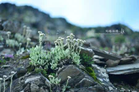 夹金山红军死了多少人 漫漫山花路之 冻死人的夹金山