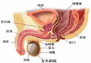 尖锐湿疣 尖锐湿疣医院