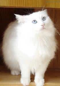 观察小动物的日记猫咪 猫咪的健康怎么观察