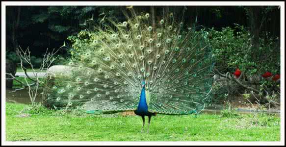 孔雀开屏是好兆头吗 孔雀开屏是好兆头吗 孔雀开屏是什么意思？