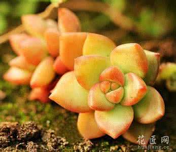 宝石花的功效 宝石花的功效与作用有哪些