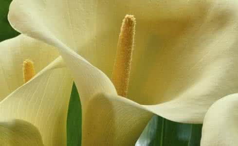 一抹白 感，是心灵的一抹白